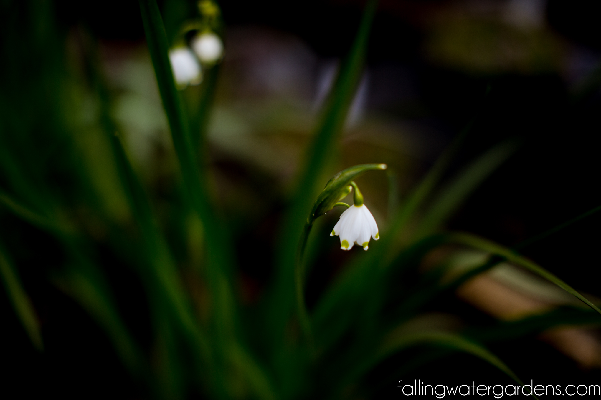 Falling_Water_Gardens_Monroe_Washington_Plant_Nursery ...