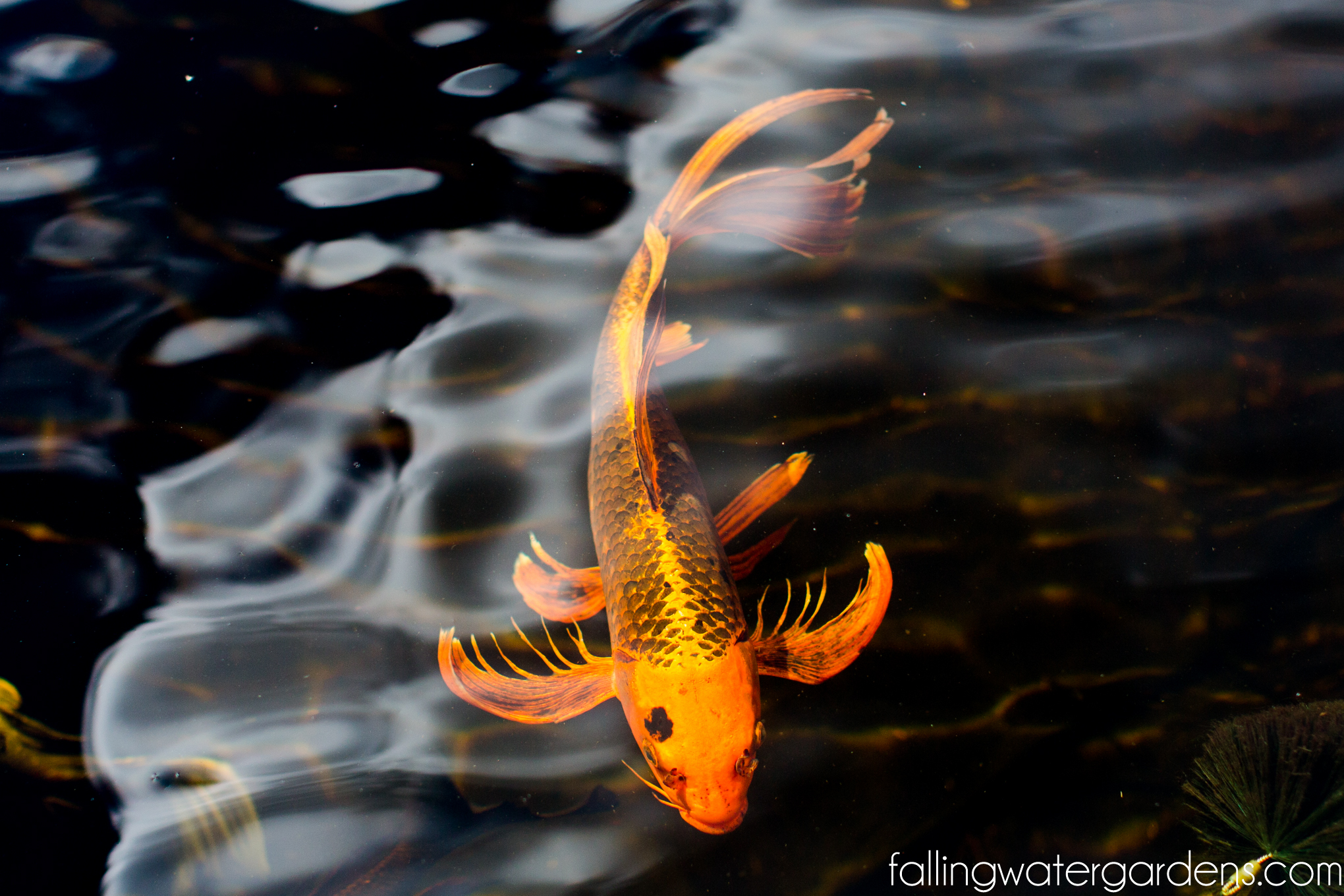 falling-water-gardens-monroe-washington-plant-nursery-garden-decor