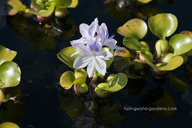 water hyacith
