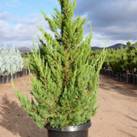 Juniperus-chinensis-Torulosa