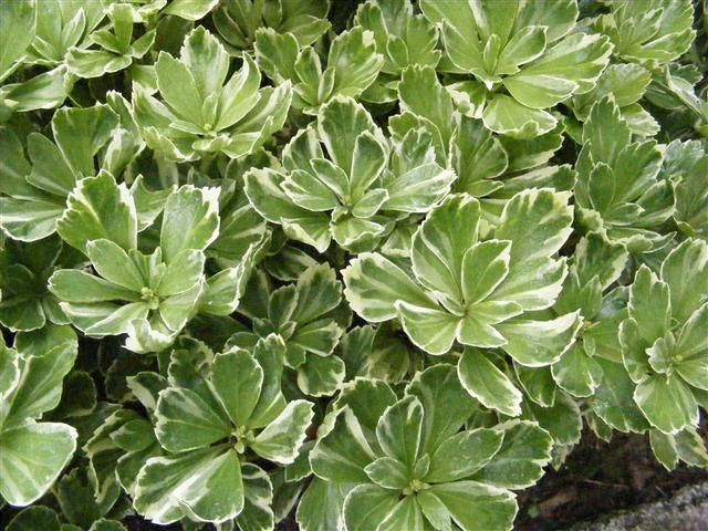 Pachysandra Terminalis Silver Edge Falling Water Gardens Plants