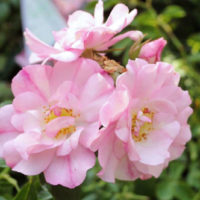 Rosa 'Flower Carpet Appleblossom'