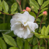 French-Multiflora-Rose