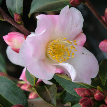 Camellia sasanqua Fairy Blush