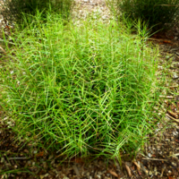 Carex muskingumensis Little Midge