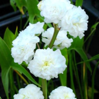 Sagittaria japonica 'Flore Pleno'
