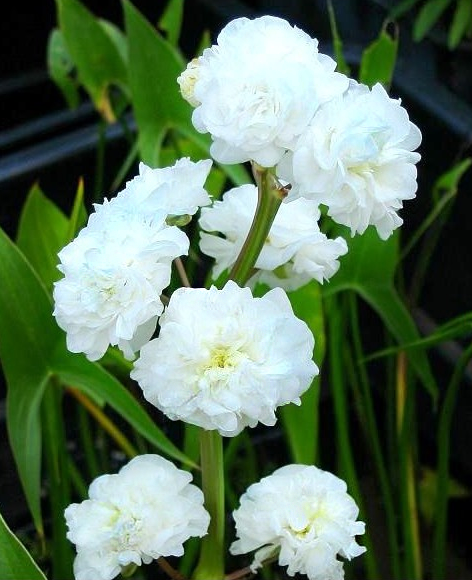 Sagittaria japonica 'Flore Pleno'