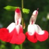 Salvia microphylla