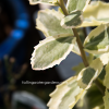 Sedum spectabile 'Elsie's Gold' Leaf
