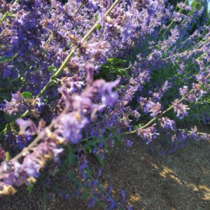 Lavender