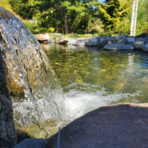 dream koi pond