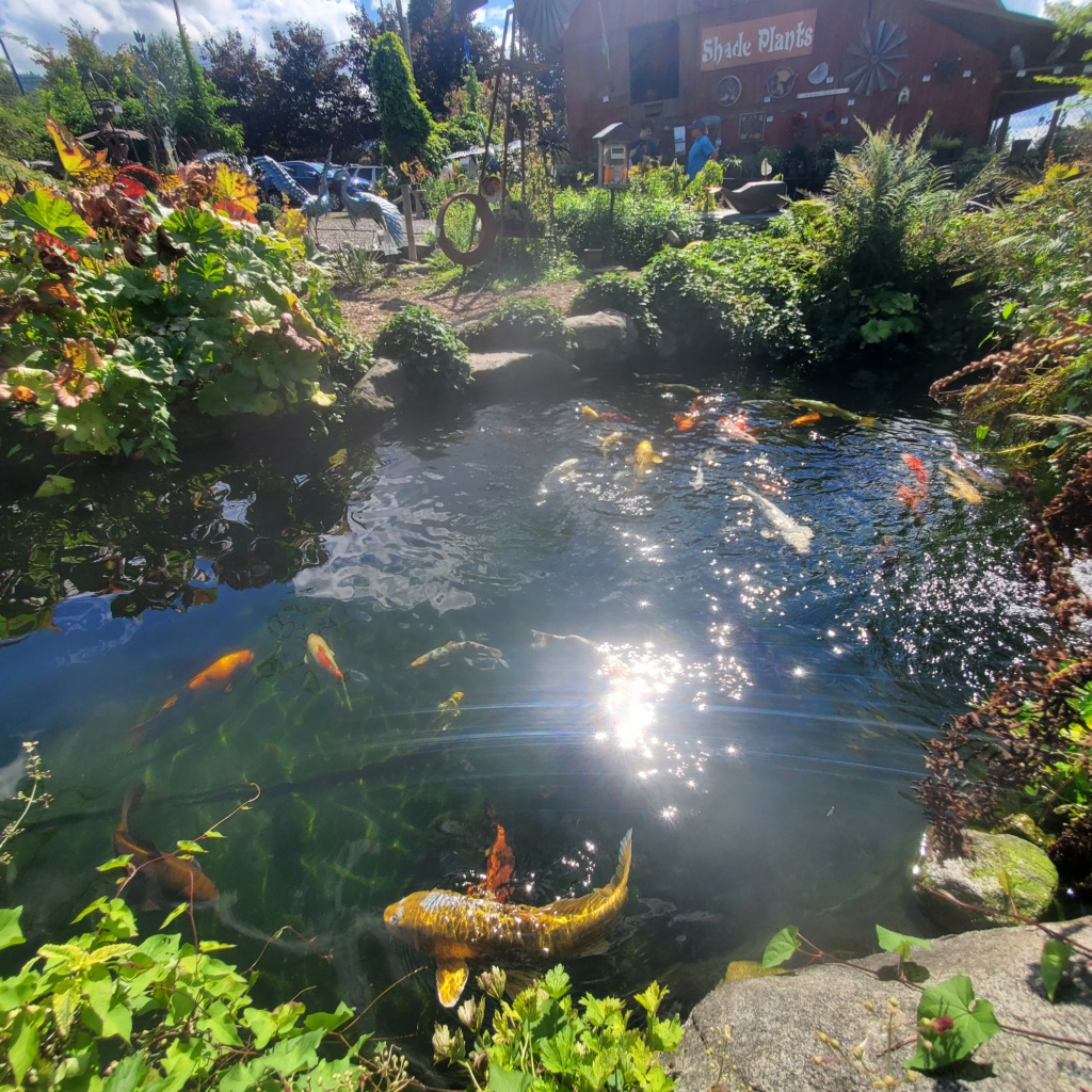 large koi pond