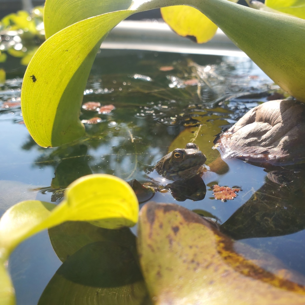 large koi pond