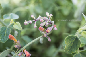 hummingbird mint