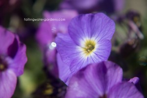 Aubrieta-Axcent-Blue-with-Eye