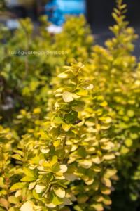 Berberis thunbergii 'Golden Pillar'