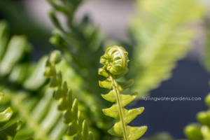 Blechnum-spicant-Deer-Fern