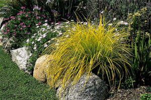 Carex-elata-Bowles-Golden