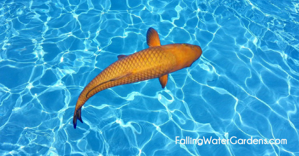 image of a beautiful tea colored Chagoi Koi