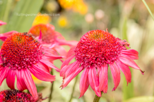 Coneflower 'Double Scoop Mandarin'