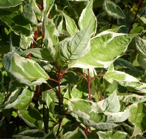 cornus alba elegantissima