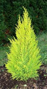 Cupressus