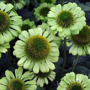 Echinacea purpurea 'Green Jewel'