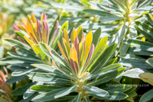 Euphorbia-martinii-Tiny-Tim