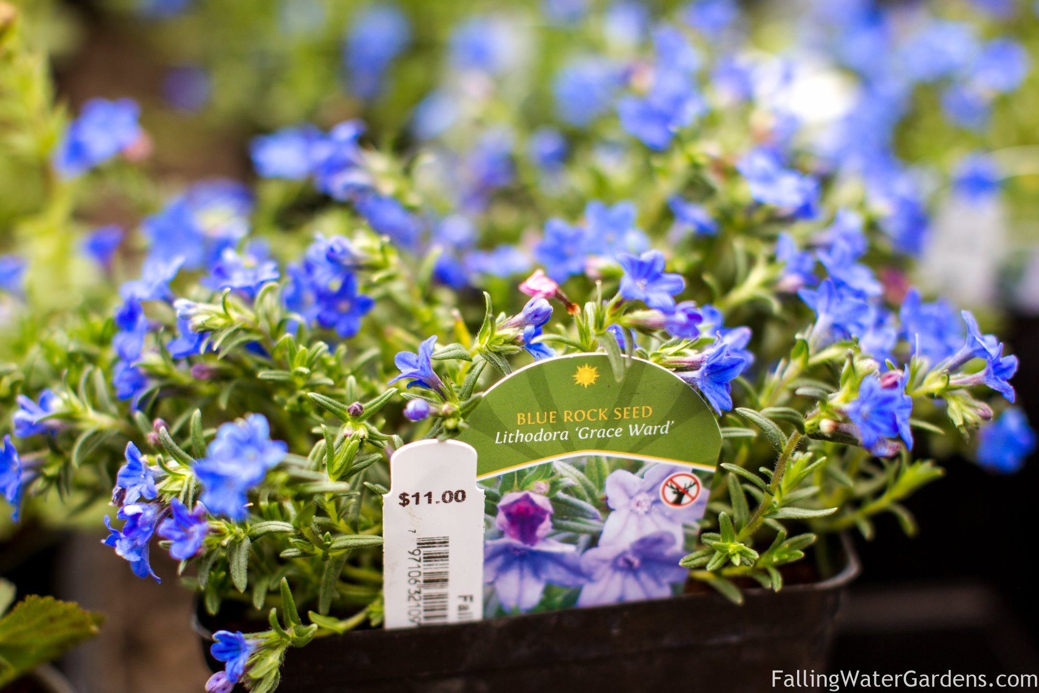 Falling_Water_Gardens_Monroe_Washington_Plant_Nursery_Garden_Decor