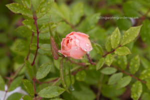 French Multiflora Rose