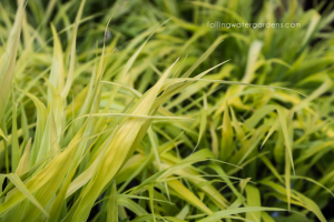 Hakonechloa-macra-All-Gold