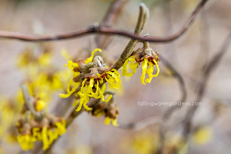 Hamamelis x intermedia 'Arnold Promise'