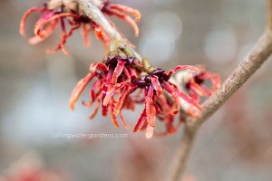 Hamamelis x intermedia 'Diane'