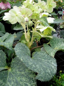 Helleborus Snowfever