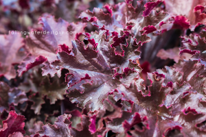 Heuchera 'Black Taffeta'