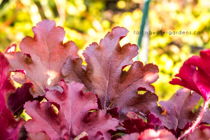 Heuchera Dolce Cinnamon Curls'