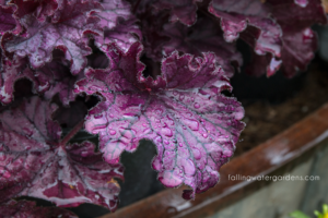 Heuchera 'Forever Purple'