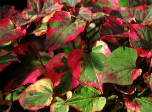 Houttuynia cordata 'Chameleon'