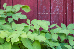 Aralia cordata ‘Sun King’