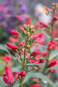 penstemon red riding hood