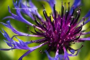 Centaurea montana