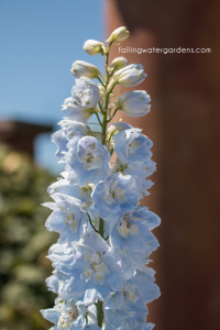 Delphinium