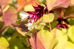 Leycesteria formosa 'Golden Lanterns'