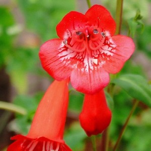 Penstemon 'Firebird'