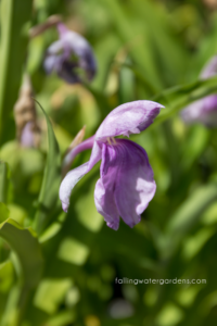 Roscoea-auriculata