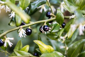 Sarcococca confusa