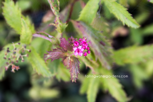 Spiraea x bumalda 'Crispa'