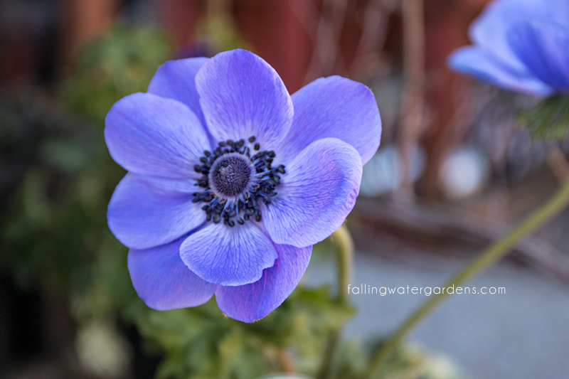 anemone-cor.-marianne-blue