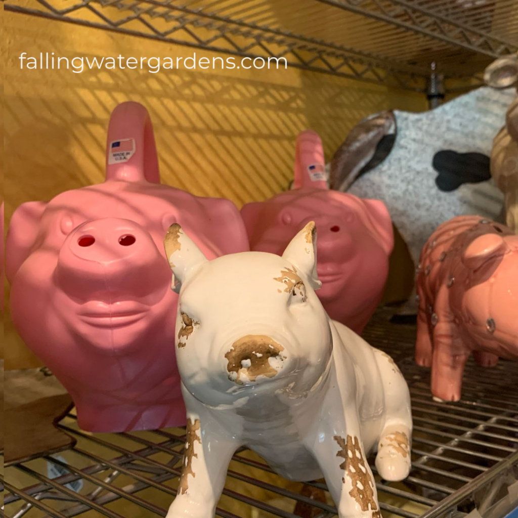 Piggie Gifts in the Gift Shop at Falling Water Gardens in Monroe Washington