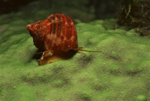 aquaticsnail